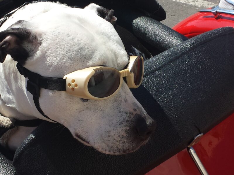 Southwest Pet Carrier — How Strict is Southwest About Pet Carrier Size?