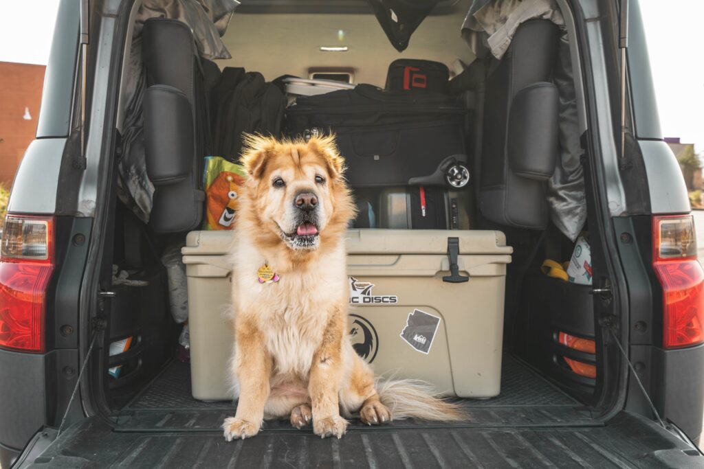How to Secure Dog Carrier in a Car Travel Safely With Your Pet