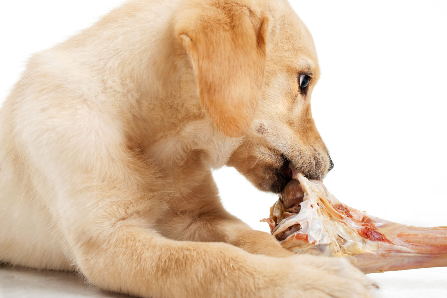 Best Food for Lab Puppy — What Should You Feed Your Labrador?