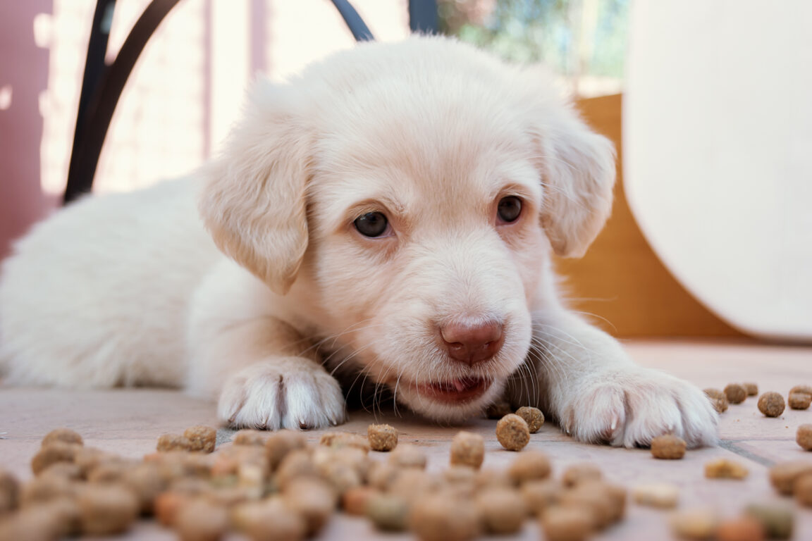 Best Food for Lab Puppy — What Should You Feed Your Labrador?