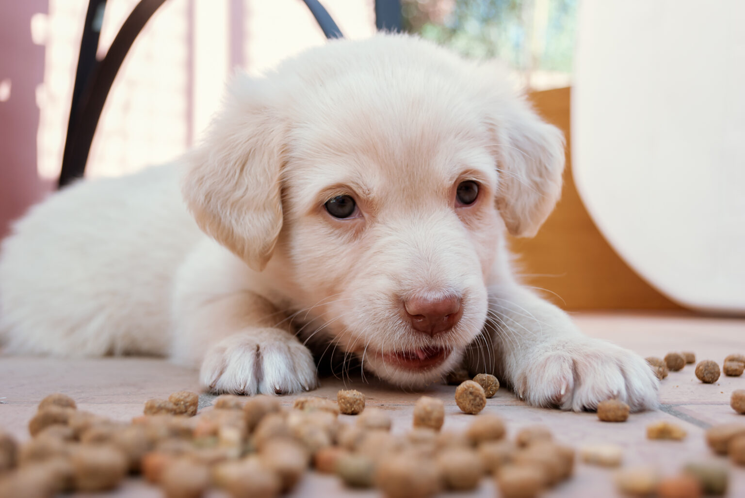 Best Food for Lab Puppy — What Should You Feed Your Labrador?