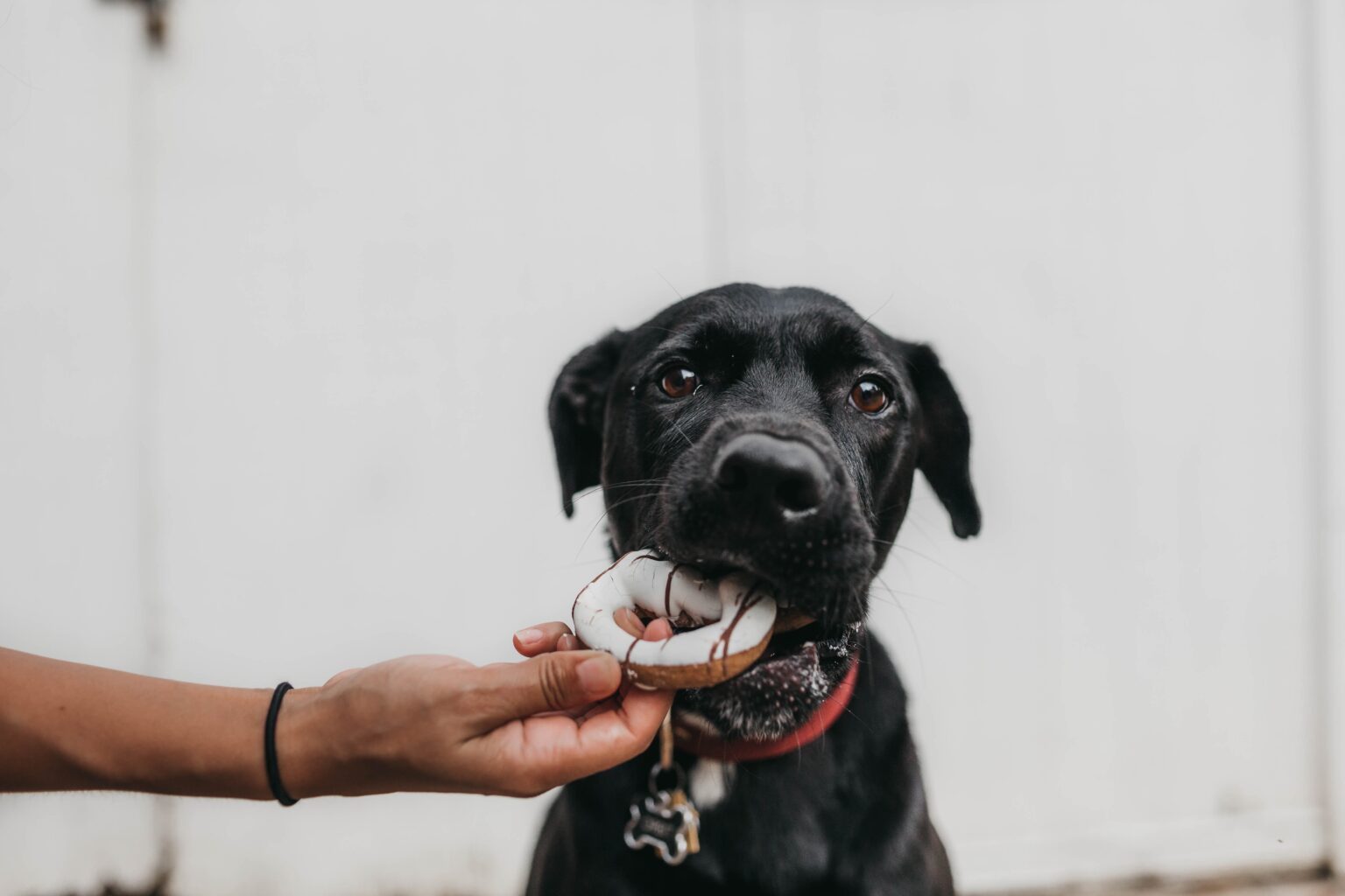 Best Food for Lab Puppy — What Should You Feed Your Labrador?