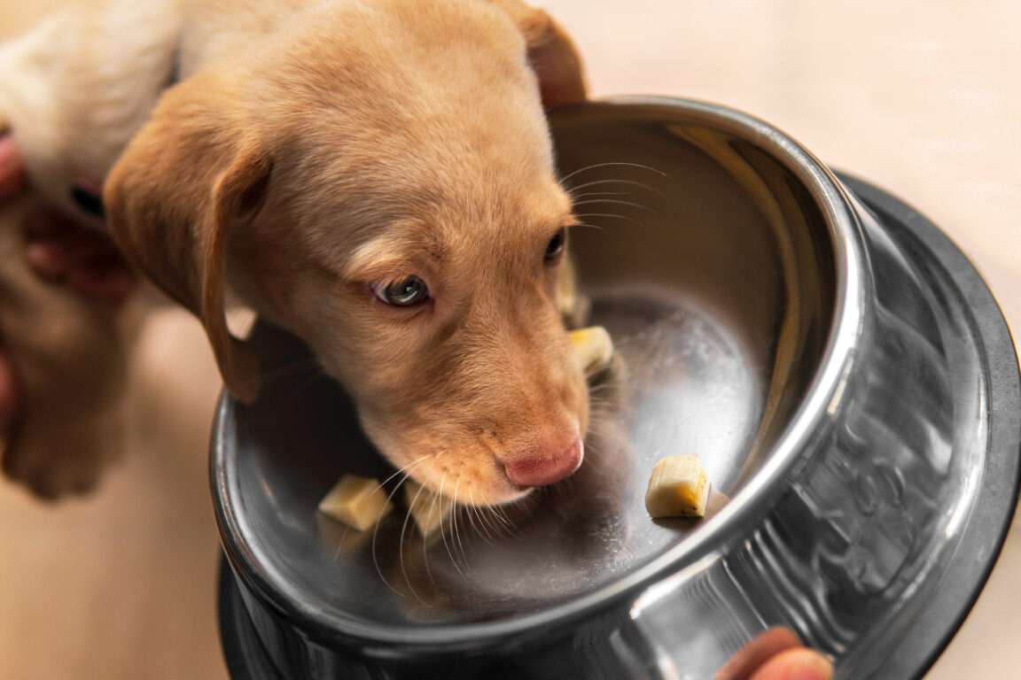 Best Food for Lab Puppy — What Should You Feed Your Labrador?