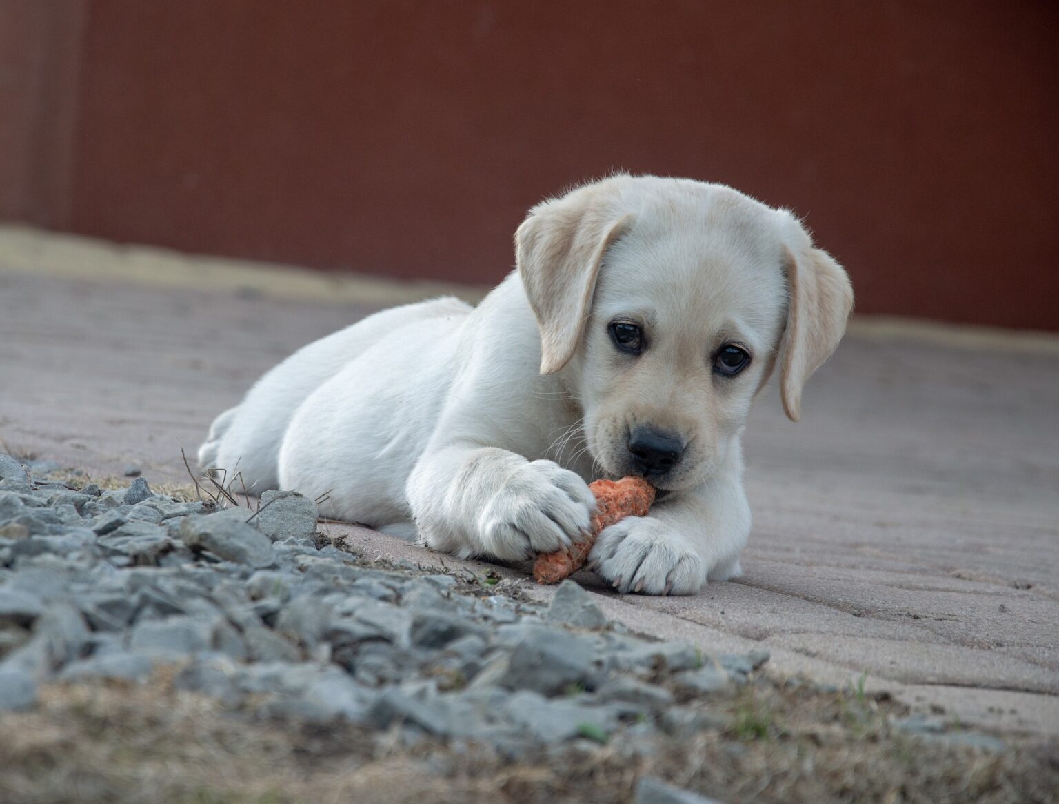 Best Food for Lab Puppy — What Should You Feed Your Labrador?