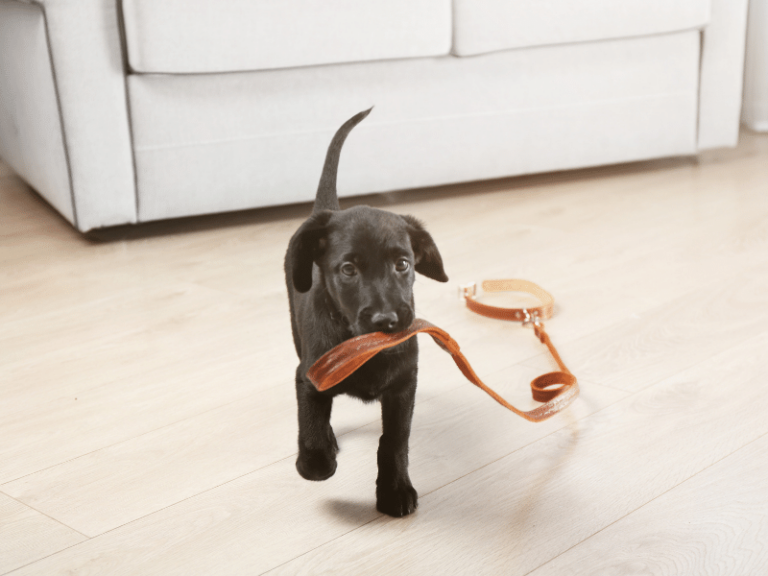 Lab Puppy Collar Size — What Size Collar for Labrador Puppy
