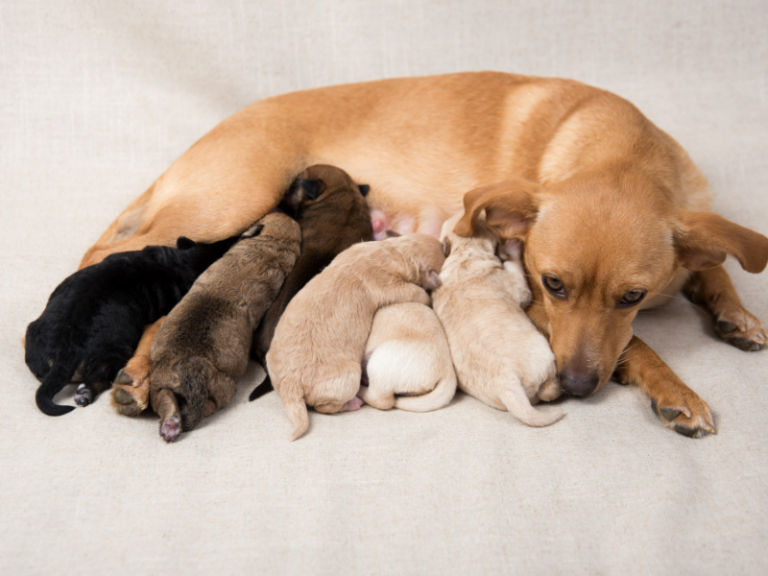 How Many Nipples does a Dog Have? Do Male Dogs have Nipples?