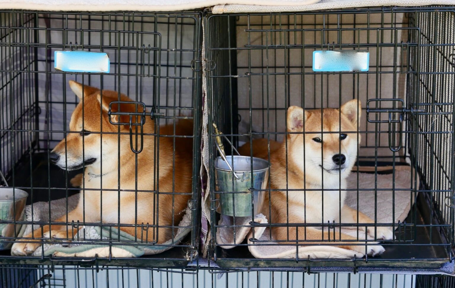 What to Look for When Buying Insulated Kennel Covers for Dogs