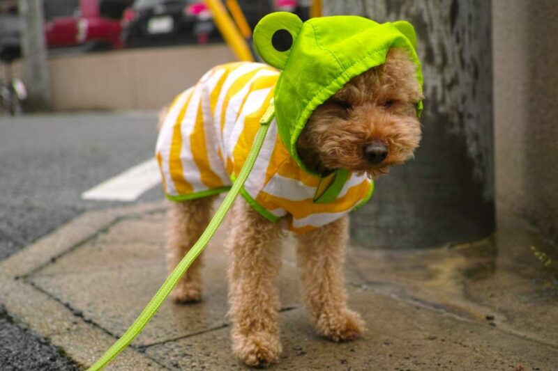 My Dog Refuses to Walk on the Leash — Let's Go Fido!