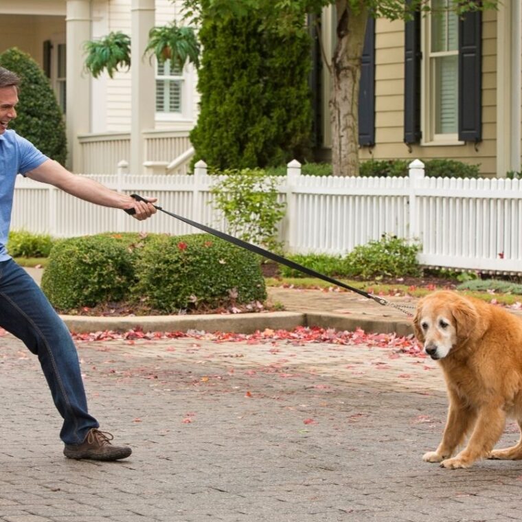 Dog Walking Sideways — Common Reasons Dogs Walk Crooked