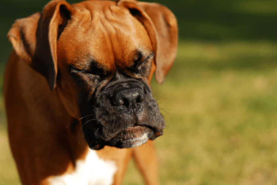 My Dog Won't Stop Sneezing Causes & Solutions for Dog Sneezing Attach