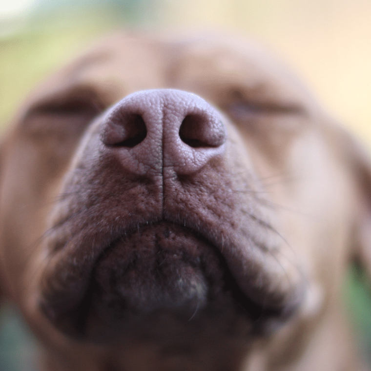 My Dog Won't Stop Sneezing Causes & Solutions for Dog Sneezing Attach