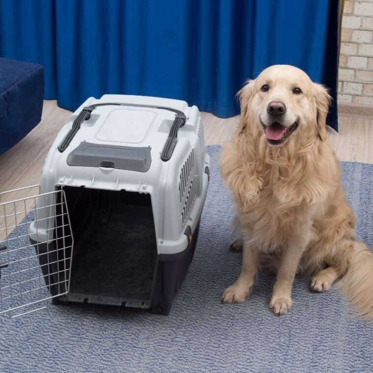 Impact Dog Crate Review — Pet Carrier Verdict