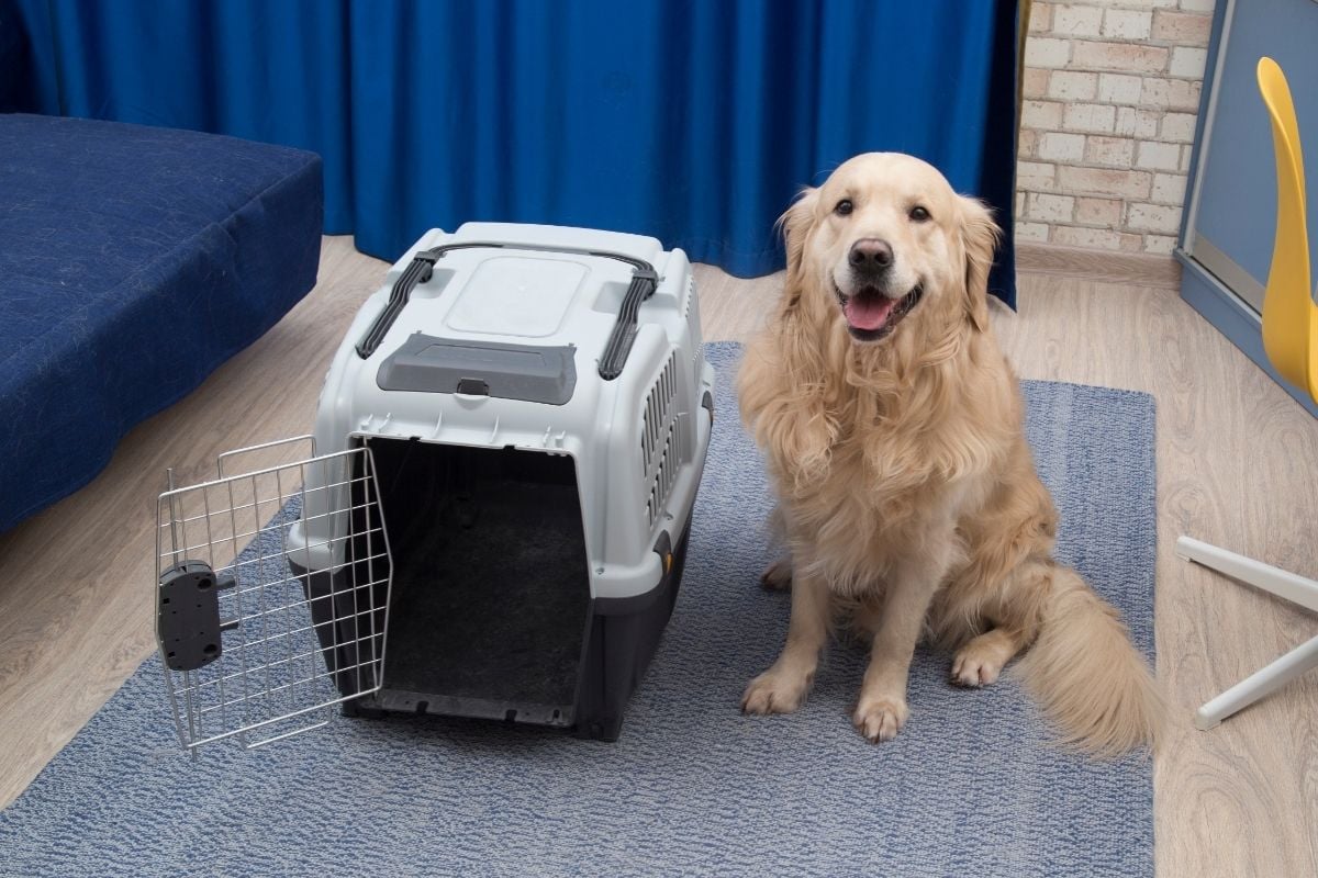 Best Dog Crate — Pet Carrier Verdict