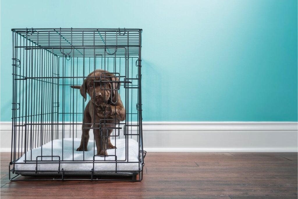Do Dogs Like Crates? — Pet Carrier Verdict