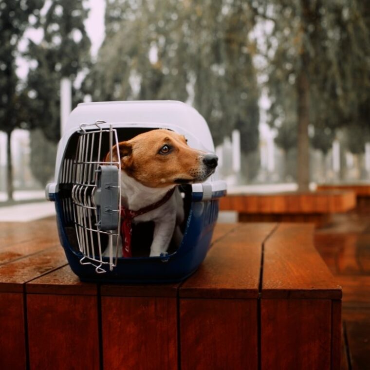 My Dog Freaks Out in Crate — Tips to Reduce Anxiety & Calm Your Dog - Reducing Dog Anxiety Crate