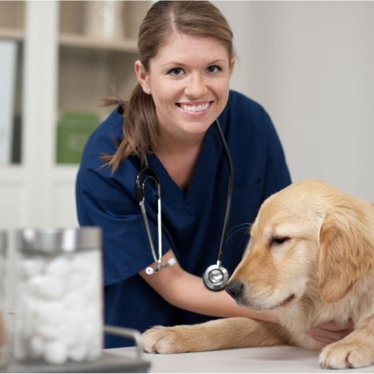 Help! My Dog Tries to Bite the Vet — How to Keep a Dog Calm at the Vet