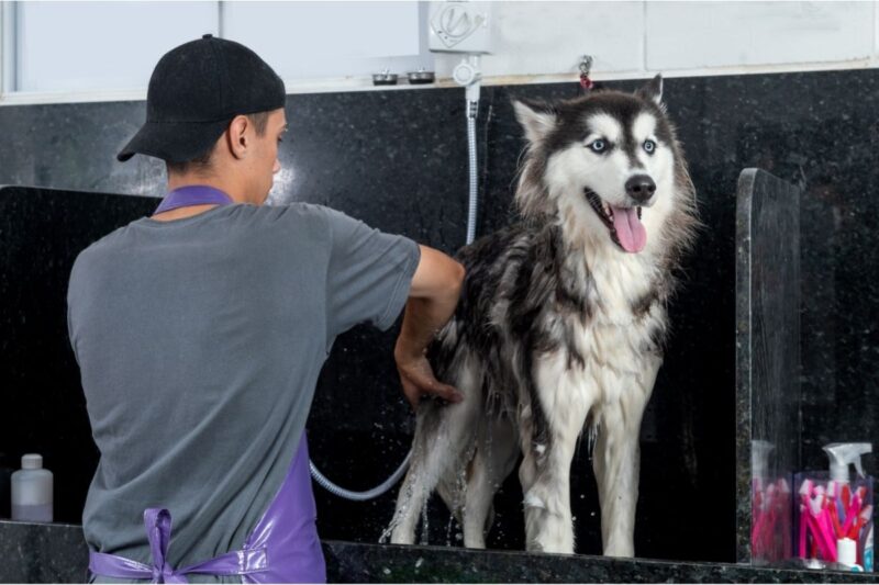 How Often Should You Wash Your Dog? — Time To Bathe Your Pup!