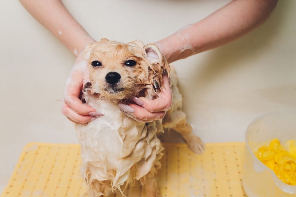 How Often Should You Wash Your Dog? — Time To Bathe Your Pup!