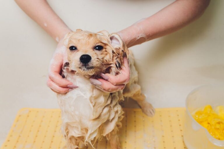 How Often Should You Wash Your Dog? — Time To Bathe Your Pup!