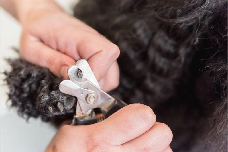 How To Cut Black Dog Nails — Pet Carrier Verdict