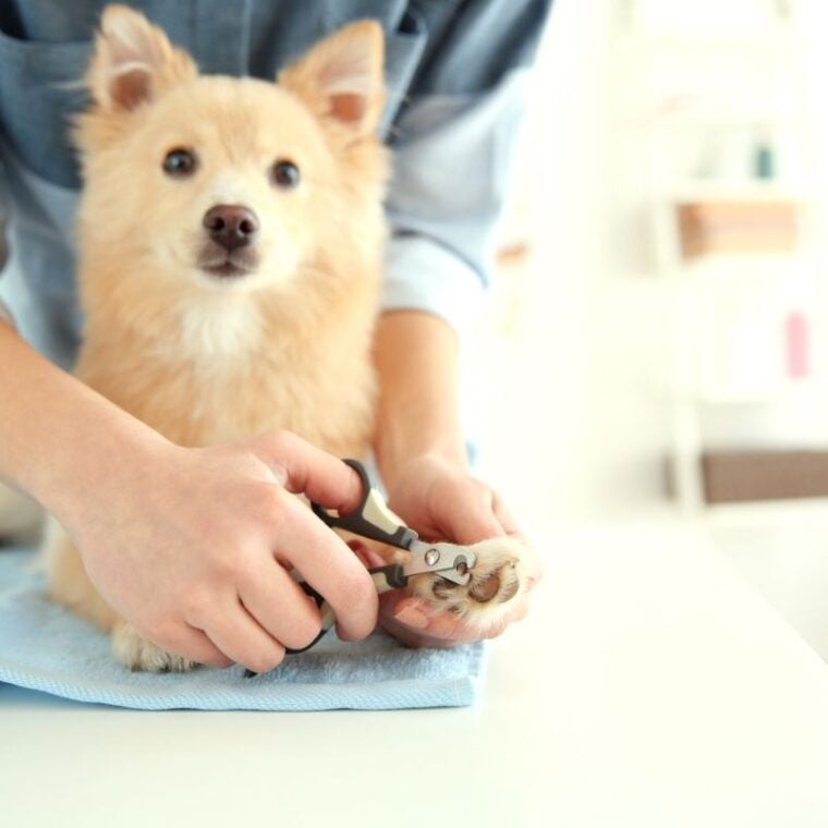 Dog Ear Bleeding — How to Stop a Dog's Ear from Bleeding