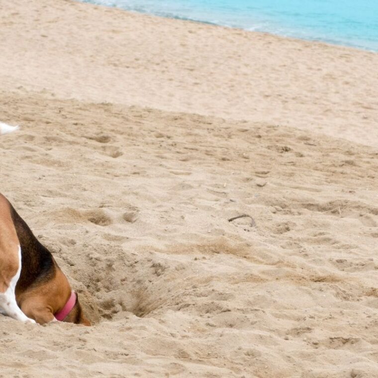 How to Stop Your Dog from Eating Poop — Food Additives That Work!