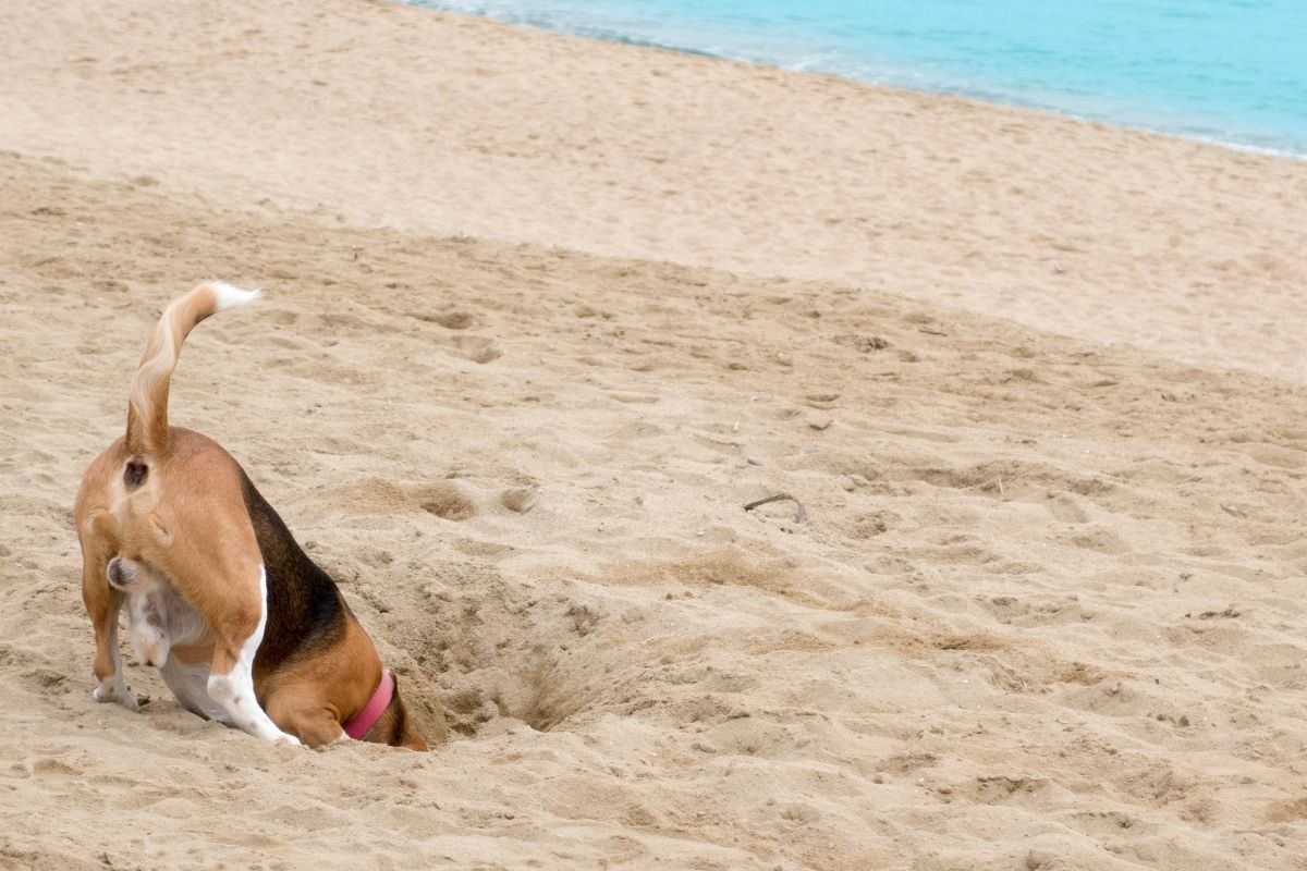 How To Stop Your Dog From Digging — Pet Carrier Verdict