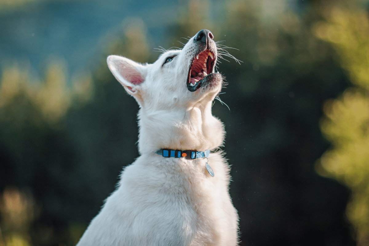 My Dog Won't Stop Sneezing Causes & Solutions for Dog Sneezing Attach