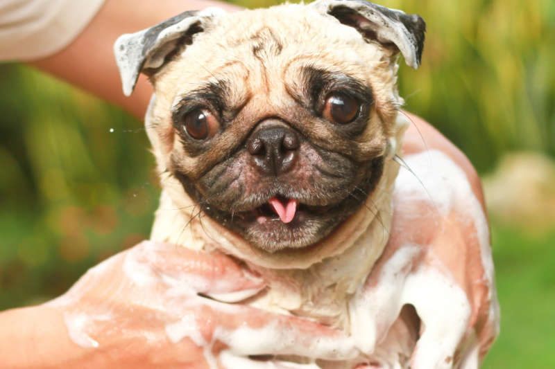 Best Puppy Shampoo — Complete Buyer's Guide And