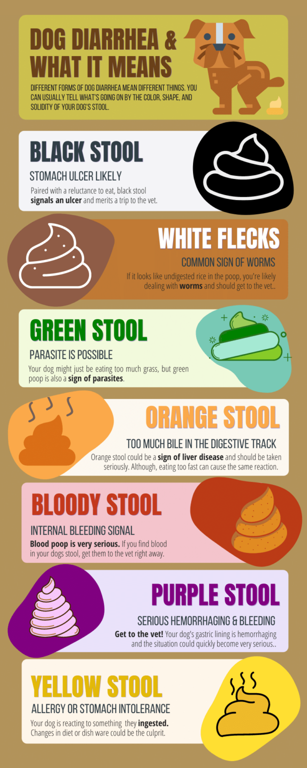 My Dog Has Diarrhea But Is Acting Fine And Eating — What's Going On?