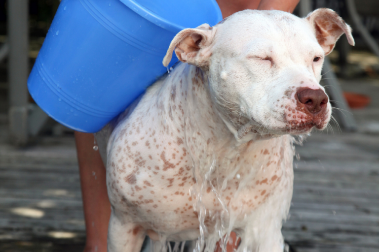 How Often Should You Wash Your Dog? — Time To Bathe Your Pup!