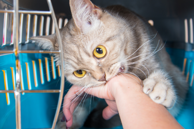 Cat Love Bites — Why Do Cats Nibble On You And How To Stop Them?