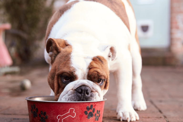 Food Aggression in Dogs — How To Correct Food Protective Dog Behavior
