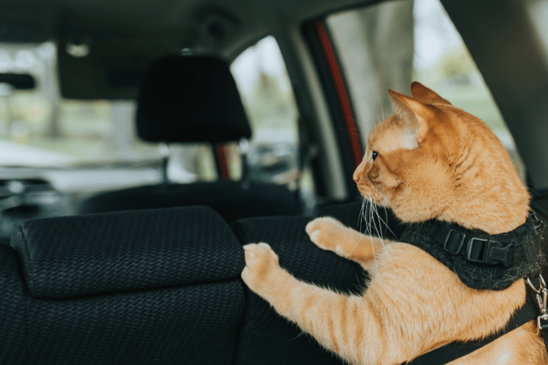 Traveling With Cats In The Car — 11 Tips For Successful Trips