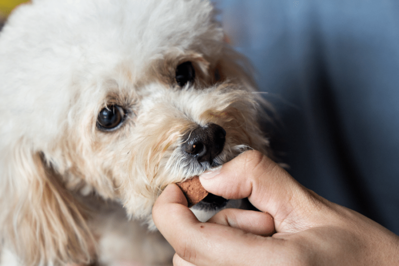 Treating Heartworm In Dogs — Aftercare & Prevention