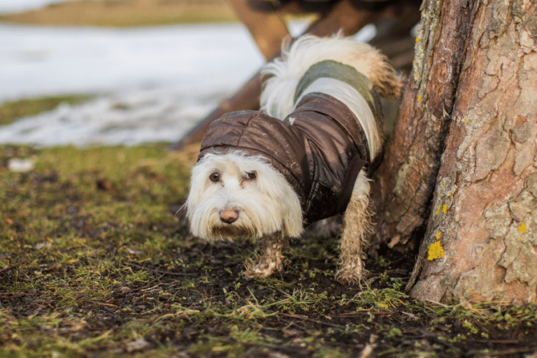 Enough Already! — How to Stop a Dog from Marking Inside the House