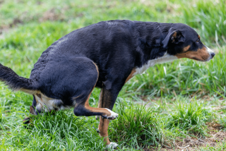 Do Female Dogs Mark Territory — Pet Carrier Verdict