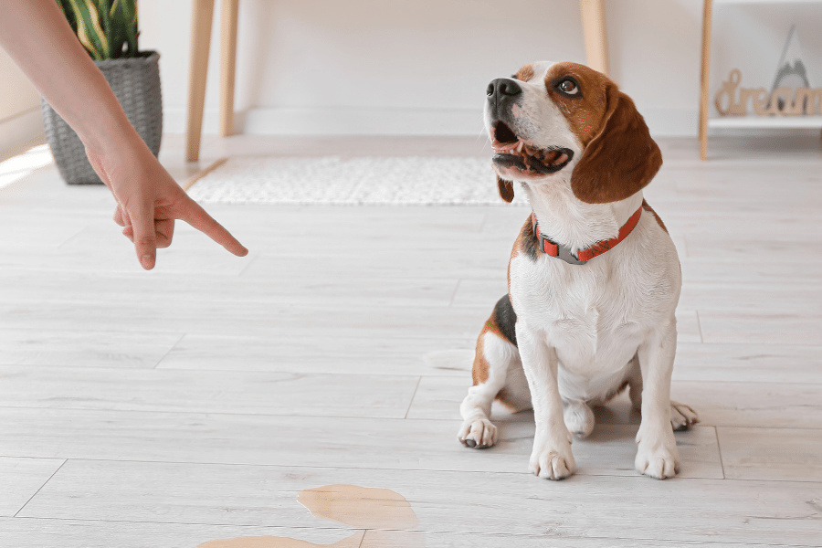 Why Do Dogs Mark Territory In House