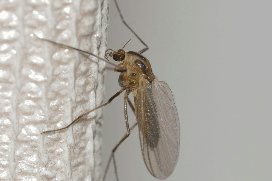 mosquitos cause heartworm in dogs