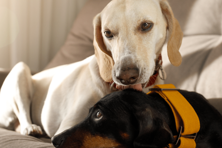 Why Do Dogs Lick Each Other's Ears — Reasons & Solutions
