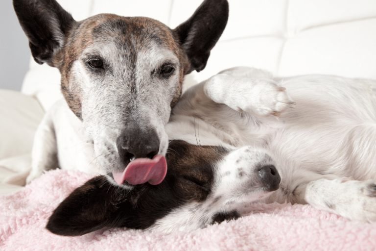 Why Do Dogs Lick Each Other's Ears — Reasons & Solutions