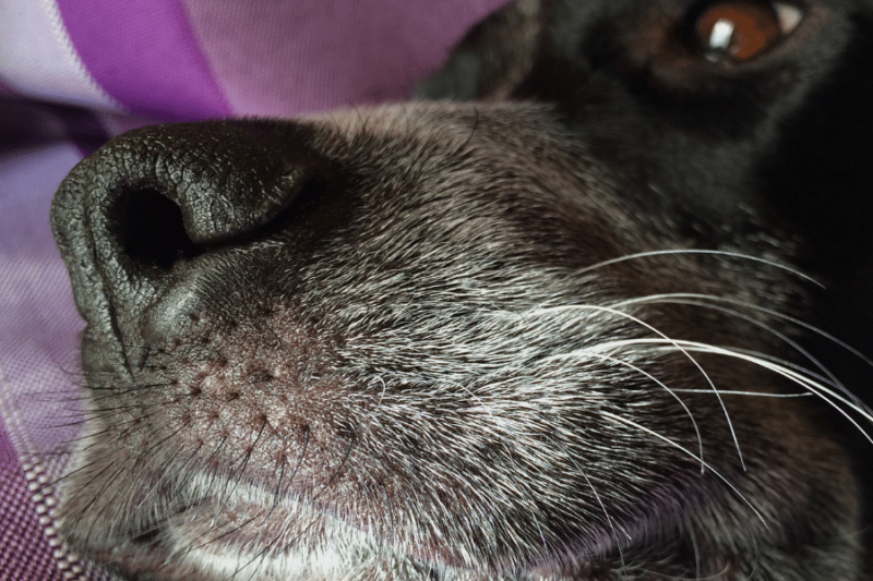 Guide To Dog Whiskers — Everything You Need To Know About Whiskers