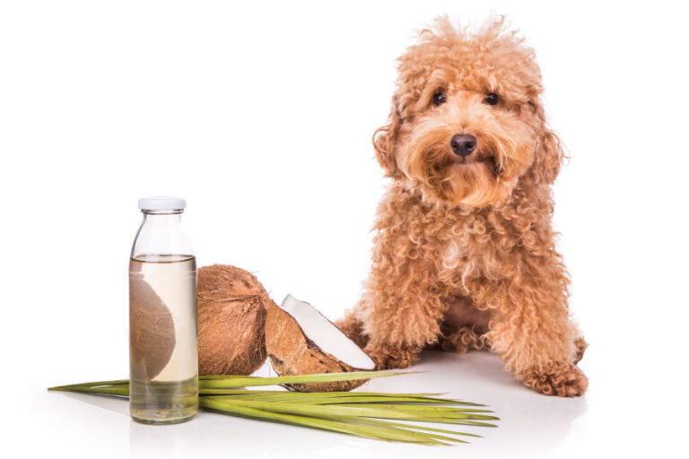 Can Dogs Eat Coconut? — Coconut & Coconut Oil For Dog Health