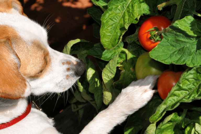 Can Dogs Eat Tomatoes? — Are Nightshade Plants Bad For Dogs?