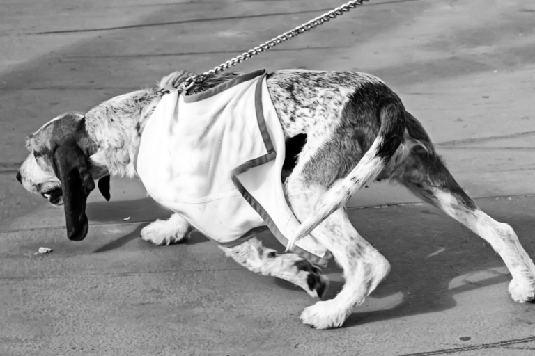 Dog Walking Sideways — Common Reasons Dogs Walk Crooked