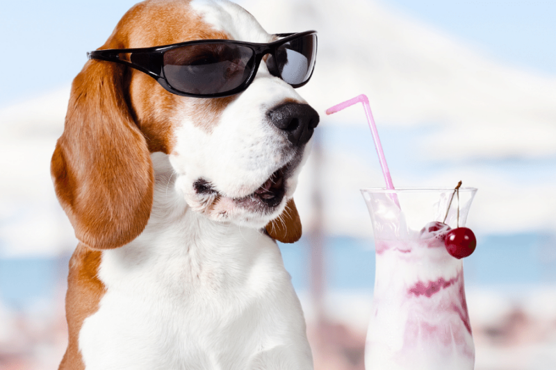 Can Dogs Eat Cherries? — Cyanide In Cherry Pits Stems & Leaves