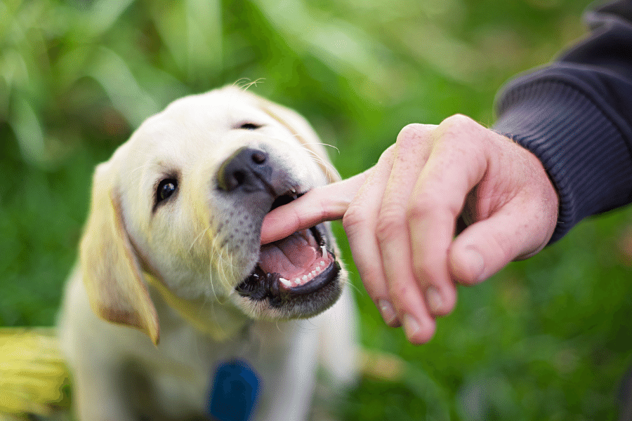 how-to-stop-puppy-biting-12-ways-to-stop-puppies-from-biting
