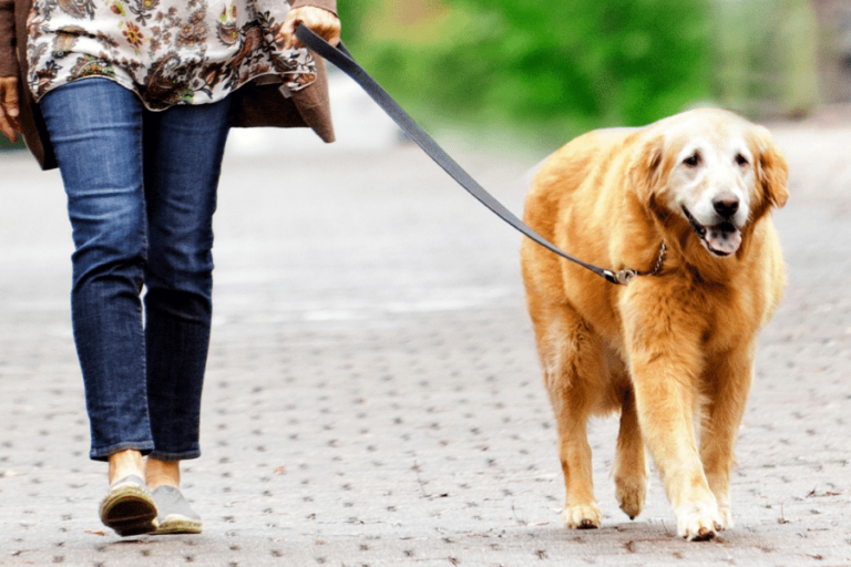 Dog Walking Sideways — Common Reasons Dogs Walk Crooked