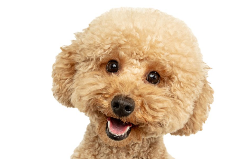 Do Dogs Actually Smile What Does A Puppy Grin Really Mean 