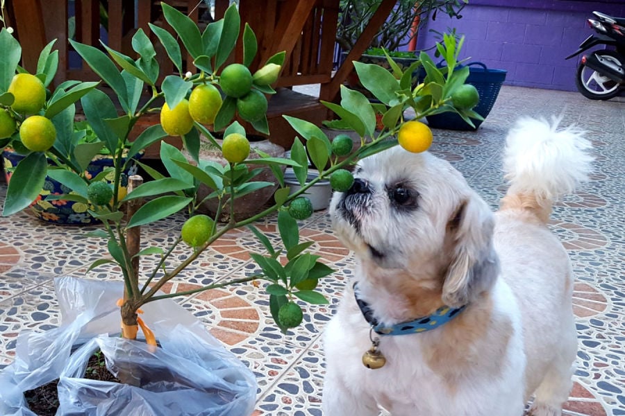 12 Smells Dogs Hate — Are They Safe To Use As Deterrents?